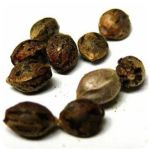 Семена марихуаны АК-47  (Seeds AK-47) в Новоалтайске